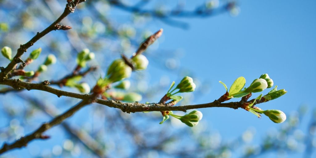 new buds on a tree